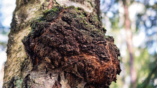 Chaga parasite of birch trees.